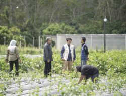 Berkat Electrifying Agriculture PLN, Masyarakat Korban PHK Mampu Bangkit Jadi Petani Sukses
