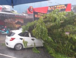 Hujan Deras Disertai Angin Kencang, Pohon Tumbang Timpa Sebuah Mobil di Kawasan Taman Kamboja