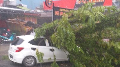 Hujan Deras Disertai Angin Kencang, Pohon Tumbang Timpa Sebuah Mobil di Kawasan Taman Kamboja
