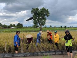 DKP3 Berhasil Lakukan Ubinan dengan Hasil 4,48 Ton Per Hektar