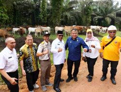 Paman Birin Dorong Pengembangan Program Siska Ku Intip Capai 7.030 Ton Kebutuhan Daging Sapi Kalsel