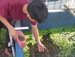 Mengintip Kesuksesan Petani Ikan Hias di Cindai Alus, Sehari Raup Rp800 Ribu
