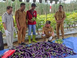 Petani Desa Catur Karya Panen Terong 2 Ton, Bupati : Terong Paling Besar di Tabalong