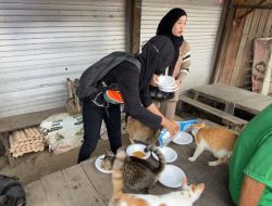 Street Feeding, Ngabuburit Para Pecinta Kucing Liar di Kota Banjarmasin