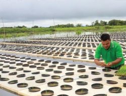 Alternatif Bertani di Area Rawa, Kelompok Tani Bersatu Desa Sungai Buluh Uji Coba 10.500 Pot Padi Apung