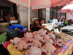 Permintaan Tinggi, Harga Ayam Potong Meroket Pasca Lebaran
