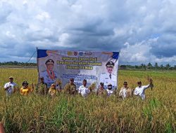 Gernas El Nino, Dinas Pertanian Bantu Benih dan Pupuk Untuk Petani di Kabupaten Banjar