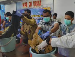 Sebanyak 7,9 Kilogram Ganja Kering Dilarutkan Dalam Cairan Pembersih Lantai