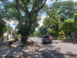 Dinilai Tidak Relevan dan Merusak Fasilitas Lain, Pohon Trembesi di Banjar Akan Dibabat Habis