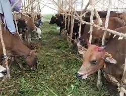 Stok Melimpah, Pemprov Kalsel Perketat Pengawasan Kesehatan Hewan Kurban