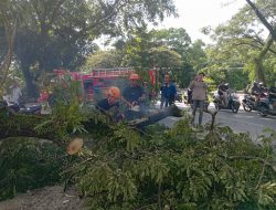 Pohon Roboh di Belitung Darat Diduga Karena Tanah Gembur Akibat Pasang Surut