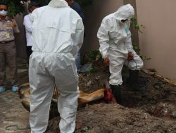 Terinfeksi Brucellosis dan Menular ke Manusia, BKHIT Lakukan Pemotongan Paksa Sapi Bibit