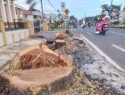 Sebanyak 103 Pohon di Koridor 4 Kota Martapura Dibabat, PUPRP Banjar Tata Bangunan dan Lingkungan