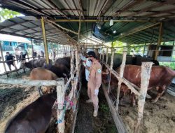 Kendala Administrasi, Kedatangan Sapi Kurban ke Banjarmasin Terlambat