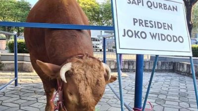 Idul Adha Ini, Sapi Kurban Presiden Jokowi Diserahkan ke Masjid Al Karomah Martapura