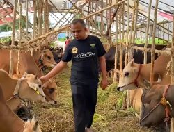 Guru SD Cari Cuan Berkah Penjualan Hewan Kurban