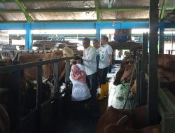 DKP3 Banjarmasin Melakukan Pemeriksaan Kesehatan Terhadap Sapi Kurban Yang Baru Tiba di RPH Basirih