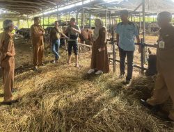 Disbunak Batola Periksa Hewan Ternak Kurban dan Imbau Masyarakat Jangan Membuang Limbahnya Ke Sungai