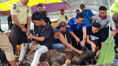 RSUD Sultan Suriansyah Sembelih Enam Ekor Sapi Kurban