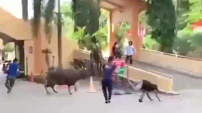 Video Sapi Kurban RSUD Ratu Zalecha Lepas Viral di Sosmed, Dirut: Itu Video Lama