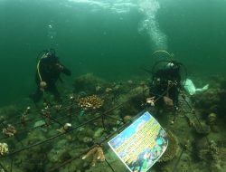 Jaga Kelestarian Biota Laut, PLN Rehabilitasi Terumbu Karang Pulau Lemukutan