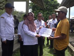 Pemkab Tabalong Salurkan Ratusan Sapi Kepada Kelompok Tani Wilayah Utara