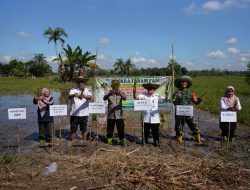 Wabup HST Tanam Padi Bersama Kelompok Tani Pematang Indah di Desa Wawai Gardu