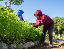 Pacu Roda Ekonomi KWT Citra Lestari, Srikandi PLN Salurkan Bantuan Bioflok dan Budikdamber