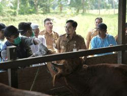Bupati HST Pimpin Pemeriksaan Hewan Kurban