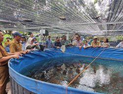 Budidaya Ikan Gabus Jadi Produk Andalan Kecamatan Pugaan, Hasilkan Nilai Ekonomi Bagi Masyarakat