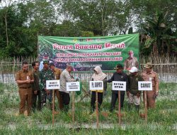 Upaya Pengendalian Inflasi Daerah, Pj Bupati Tabalong Panen Bawang Merah Varietas Bima Brebes