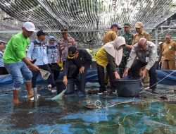 Pemkab Tabalong Kembangkan Budidaya Haruan di Kecamatan Pugaan