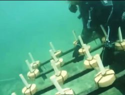 PLN Manfaatkan Isolator Sebagai Inovasi Media Transplantasi Terumbu Karang Pantai Damba Enggang Borneo Balikpapan
