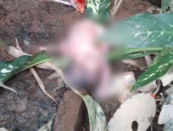 Geger, Penemuan Bayi Perempuan Lengkap dengan Ari-ari