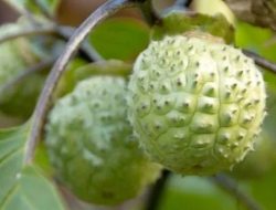 Konsumsi Kecubung Bisa Dirawat ke RSJ, Ternyata Ini Kandungannya