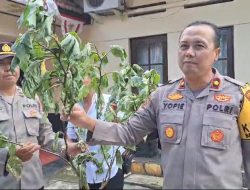 Polsek Banjarbaru Utara Sita 19 Batang Kecubung Setelah Puluhan Orang Masuk RSJ