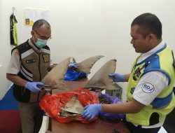 Badan Karantina Berhasil Gagalkan Penyelundupan Komoditas Perikanan Langka di Kalsel