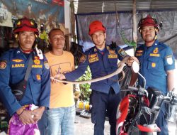 Dalam Sehari DPKP Banjar Rescue Tangkap Biawak Hingga Ular Cobra dan Lanang Sapi yang Masuk Rumah Warga