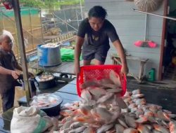 Ribuan Ikan Bawal di Banua Anyar Mendadak Mati