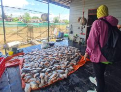 Ribuan Ikan di Keramba Banua Anyar Mati, DKP3 Sebut Hampir Terjadi Setiap Tahun