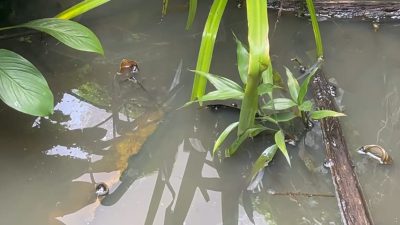 DLH Lakukan Pengambilan Sampel, Pihak Duta Mall Klaim Itu Bukan Air Limbahnya