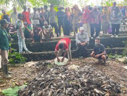 Jaga Kualitas Padi, Distan Banjar dan Petani Musnahkan 4.705 Ekor Tikus di Martapura Timur