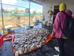 Investigasi Dislutkan Kalsel Ungkap Sederet Penyebab Kematian Ribuan Ikan Bawal