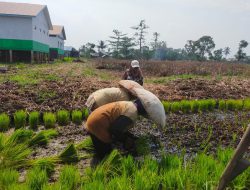 Kementerian Pertanian Beri Target Kalsel Optimalisasi Lahan Rawa 41.829 Hektar