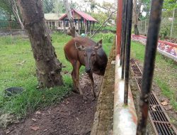 Tak Mampu Lakukan Relokasi, DKP3 Banjarmasin Berencana Ubah Status KBM Menjadi TES