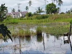Lahan Pertanian Terendam Banjir, Proses Penanaman Terhambat