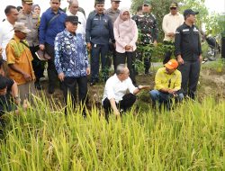 Menko Pangan Zulhas Tinjau Sawah Sekaligus Kroscek Harga Gabah Kering dan Beras ke Petani