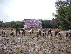 Bupati Balangan, Ikuti Gerakan Tanam Padi Serentak 14 Provinsi