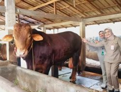 25.752 Ekor Kebutuhan Hewan Kurban se-Kalsel, Bagaimana Stoknya?