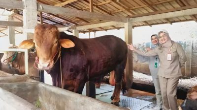 25.752 Ekor Kebutuhan Hewan Kurban se-Kalsel, Bagaimana Stoknya?